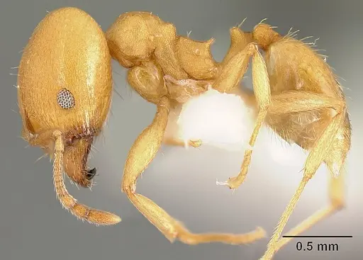 Pheidole angusticeps - JTLC000016320