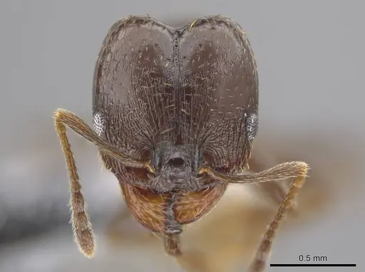 Pheidole angustinigra specimen