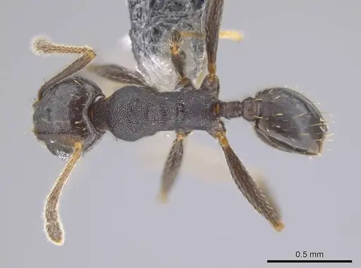 Pheidole angustinigra - CASENT0612853
