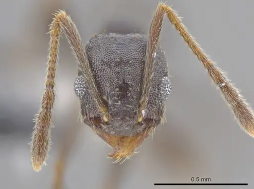 Pheidole angustinigra - CASENT0612853