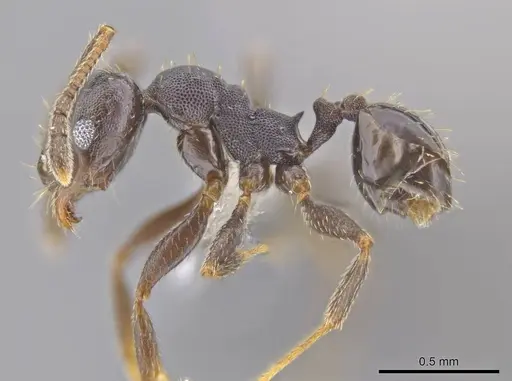 Pheidole angustinigra - CASENT0612853
