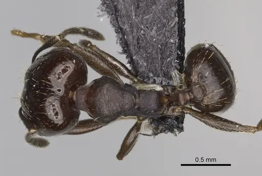 Pheidole angustinigra - CASENT0636653