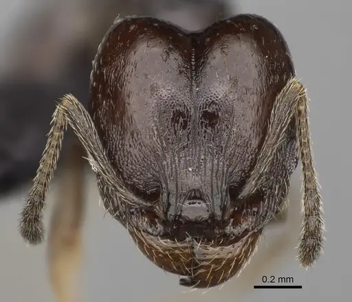 Pheidole angustinigra - CASENT0636653