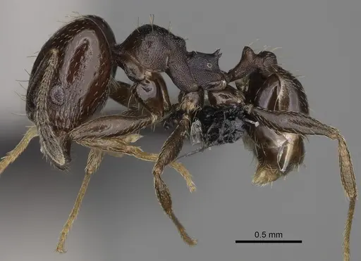 Pheidole angustinigra - CASENT0636653