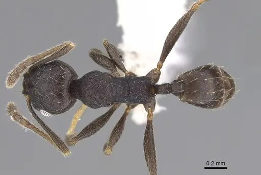 Pheidole angustinigra - CASENT0646604