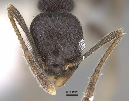 Pheidole angustinigra - CASENT0646604