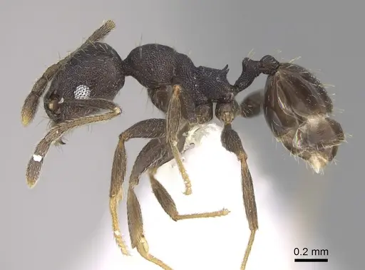 Pheidole angustinigra - CASENT0646604