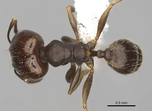 Pheidole angustinigra - CASENT0646607