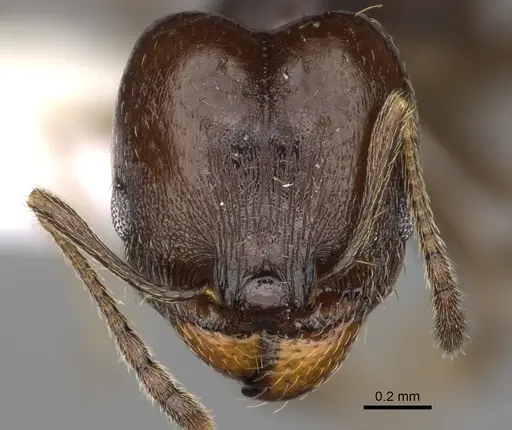 Pheidole angustinigra - CASENT0646607