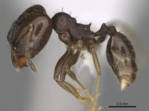 Pheidole angustinigra - CASENT0646607