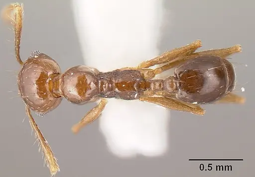 Pheidole anima specimen