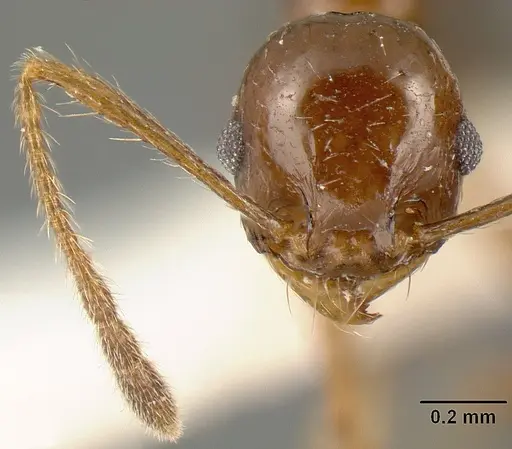 Pheidole anima specimen
