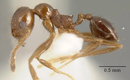 Pheidole anima specimen