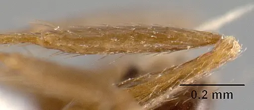 Pheidole anima - CASENT0610102