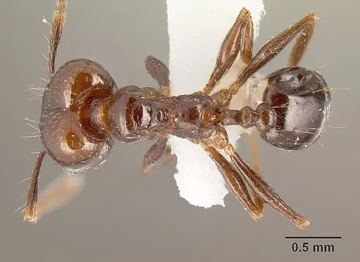 Pheidole anima - JTLC000016321