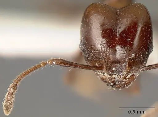 Pheidole anima - JTLC000016321