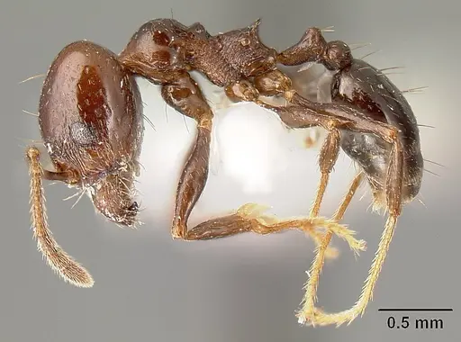 Pheidole anima - JTLC000016321