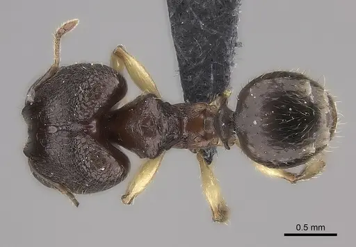 Pheidole ankerana specimen