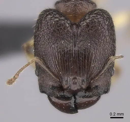 Pheidole ankerana specimen