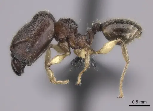 Pheidole ankerana specimen