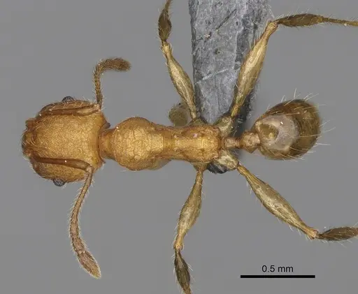 Pheidole ankerana - CASENT0274003