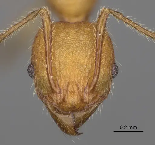 Pheidole ankerana - CASENT0274003