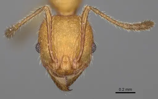 Pheidole ankerana - CASENT0274003