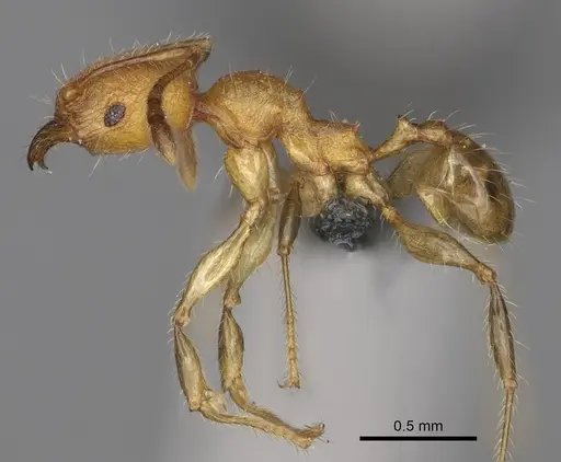 Pheidole ankerana - CASENT0274003