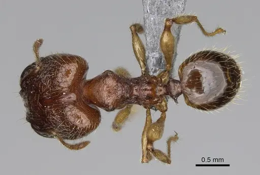 Pheidole ankerana - CASENT0923171
