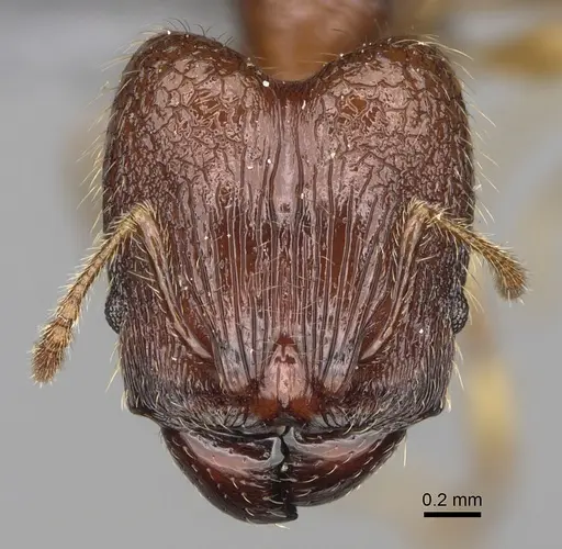 Pheidole ankerana - CASENT0923171