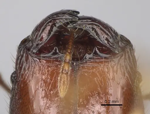 Pheidole ankerana - CASENT0923171