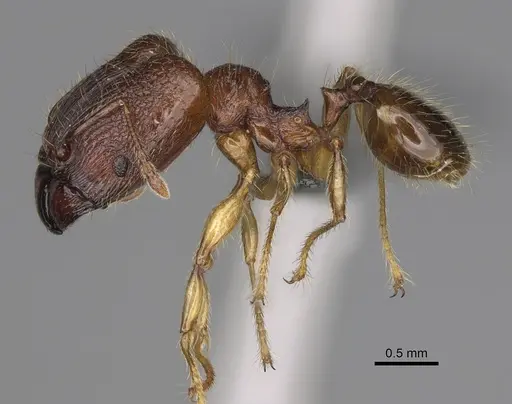 Pheidole ankerana - CASENT0923171