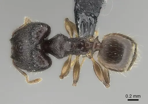 Pheidole annemariae specimen