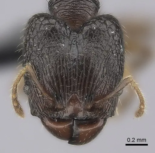 Pheidole annemariae specimen
