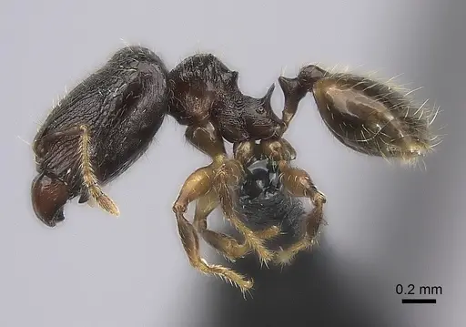 Pheidole annemariae specimen