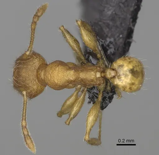 Pheidole annemariae - CASENT0077287