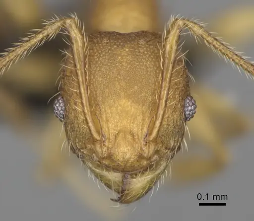 Pheidole annemariae - CASENT0077287
