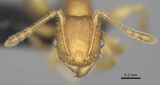 Pheidole annemariae - CASENT0077287