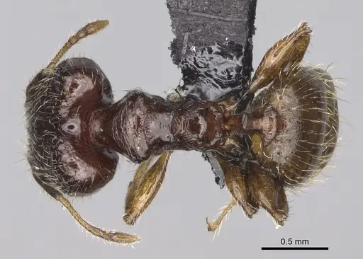 Pheidole annemariae - CASENT0077290