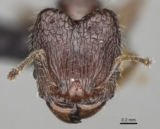 Pheidole annemariae - CASENT0077290