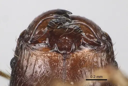 Pheidole annemariae - CASENT0077290