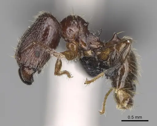 Pheidole annemariae - CASENT0077290