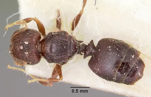 Pheidole annemariae - CASENT0101653