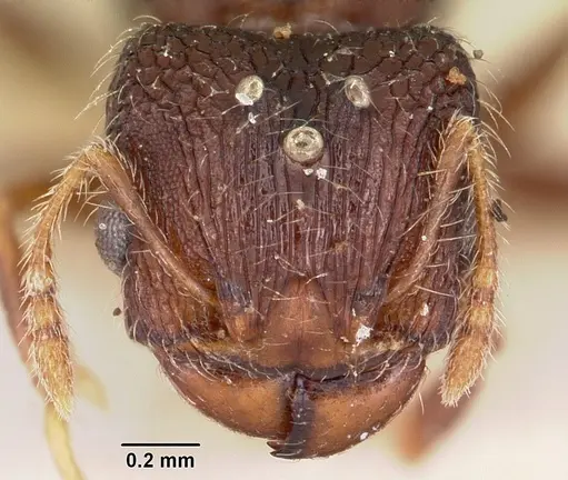 Pheidole annemariae - CASENT0101653
