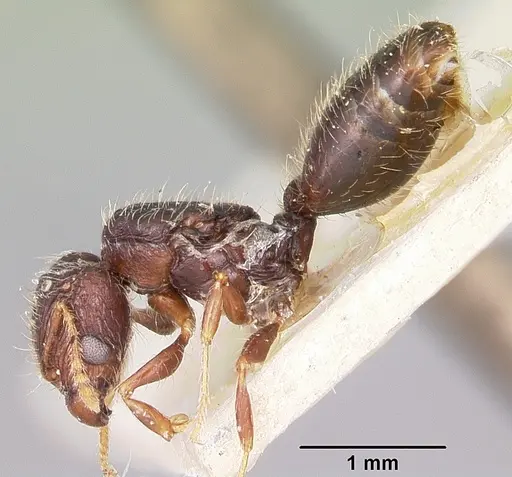 Pheidole annemariae - CASENT0101653
