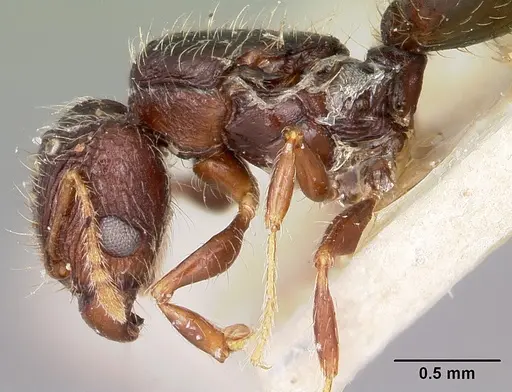 Pheidole annemariae - CASENT0101653