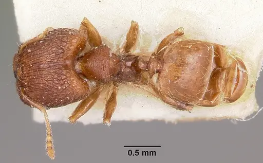 Pheidole annemariae - CASENT0101688