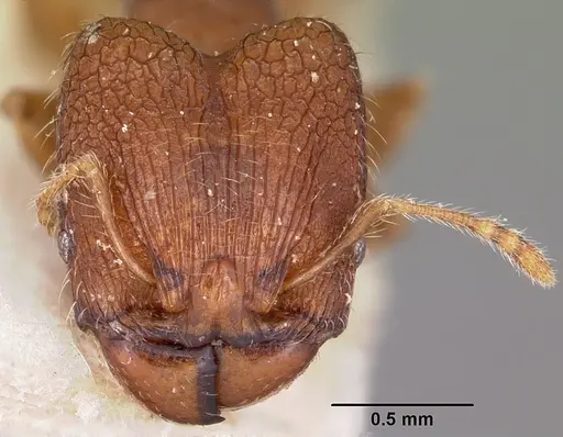 Pheidole annemariae - CASENT0101688