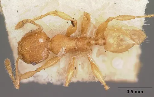 Pheidole annemariae - CASENT0101829