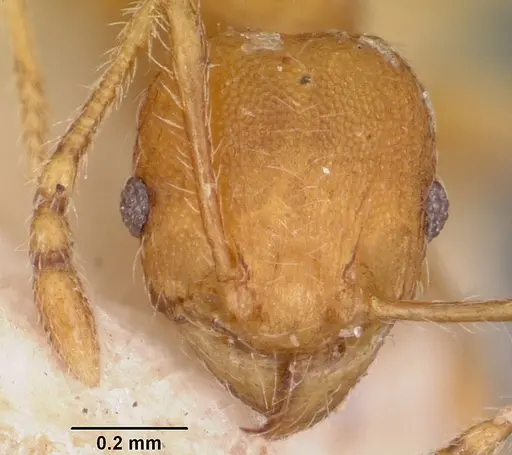 Pheidole annemariae - CASENT0101829
